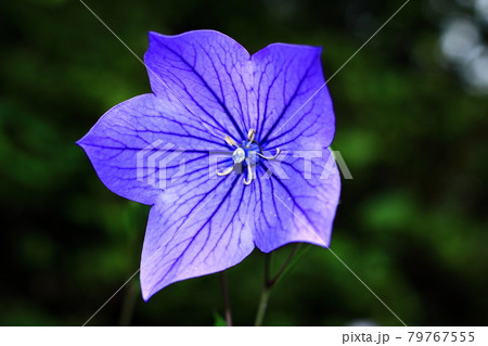 キキョウ（桔梗） 79767555