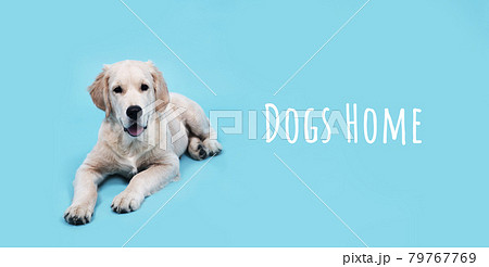 A puppy of Golden Retriever lies on a blue background, text Dogs home 79767769