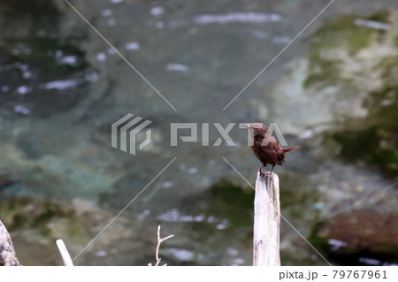 中津渓谷のミソサザイ 初夏(高知県 仁淀川町) 中津渓谷のミソサザイ 初夏(高知県 仁淀川町) 79767961