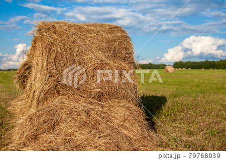 Agricultural field with harvested hay and stacks in summer. Haystacks 79768039