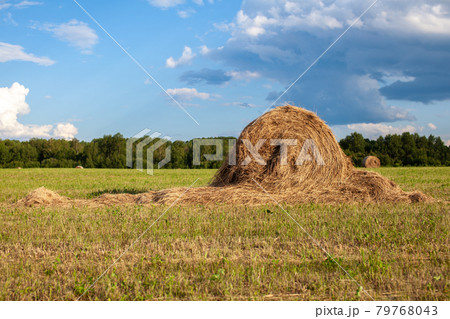 Agricultural field with harvested hay and stacks in summer. Haystacks 79768043