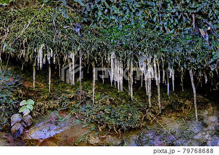 岩肌と緑の苔(葉っぱ)に氷柱 自然のアート作品の写真素材 岩肌と緑の苔(葉っぱ)に氷柱 自然のアート作品の写真素材 79768688
