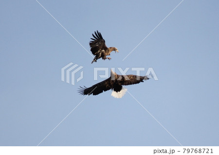 獲物を奪い合うオジロワシ 79768721