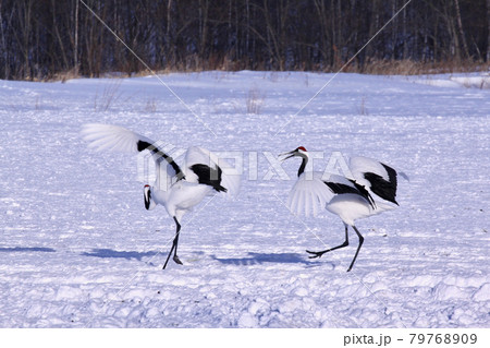 タンチョウの求愛ダンス 79768909