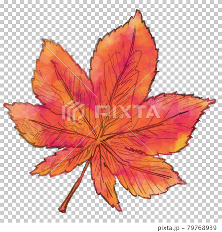 赤く紅葉したもみじの葉っぱのイラスト素材