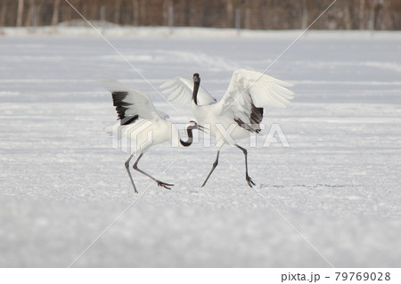 タンチョウの求愛ダンス 79769028