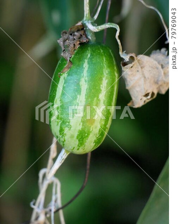緑色のカラスウリ（Trichosanthes cucumeroides） 79769043