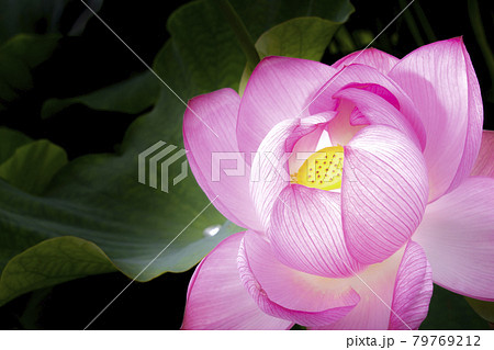 優雅に咲く蓮の花 優雅に咲く蓮の花 79769212