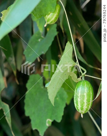 緑色の烏瓜 (Trichosanthes cucumeroides) 緑色の烏瓜 (Trichosanthes cucumeroides) 79769244