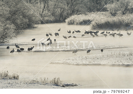 樹氷に囲まれたタンチョウのねぐら（北海道・鶴居） 79769247