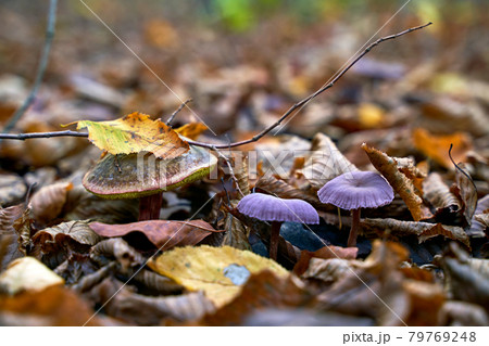 Satan's bolete or rubroboletus satanas mushroom growing next to a couple of amethyst deceiver or laccaria amethystina in an autumn forest 79769248
