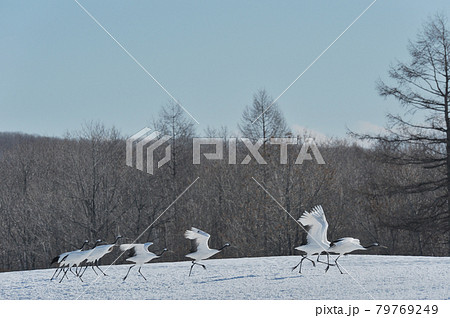 タンチョウの飛び立ち（北海道・鶴居） 79769249