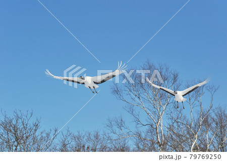 青空を飛ぶ二羽のタンチョウ（北海道・鶴居） 79769250