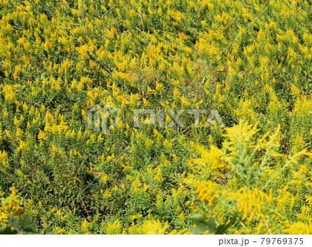 ブタクサの群生 Ambrosia Artemisiifoliaの写真素材