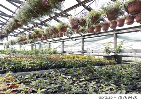 Industrial growth of different flowers in greenhouse. Industrial growth of different flowers in greenhouse. 79769420