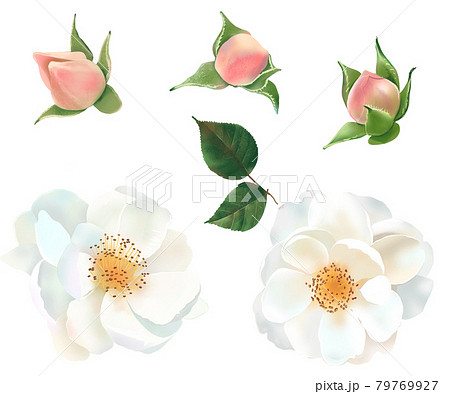 優しい色使いの花とつぼみと植物の白バックイラスト素材のイラスト素材