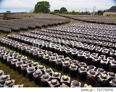 鹿児島・黒酢の壺畑 79770056