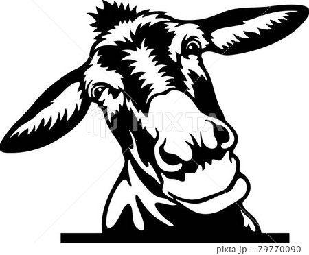 Peeking Donkey - Funny Farm Animals peeking out - face head isolated on white Peeking Donkey - Funny Farm Animals peeking out - face head isolated on white 79770090