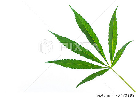 Hemp or cannabis marijuana leaf isolated on white background 79770298