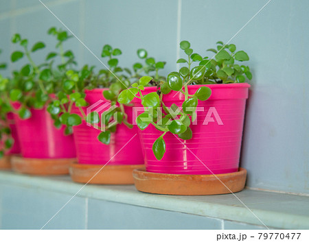 Small Dave planted in pink plastic pots.  79770477