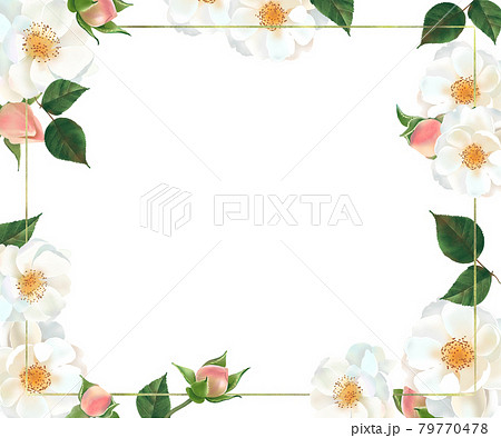 優しい色使いの花とつぼみがある植物の白バックフレームイラスト素材 79770478