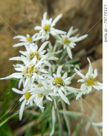 尾瀬・至仏山に咲くホソバヒナウスユキソウ 79770527