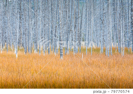 Grey dead trees with orange grass field. 79770574