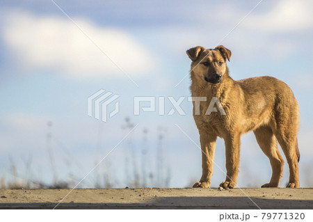 Cute yellow dog standing against blue sky 79771320