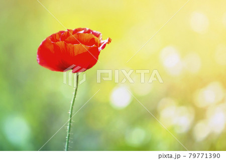 Close-up of tender blooming lit by summer sun one red wild poppy and undiluted flower buds on high stems on blurred bright green summer background. Beauty and tenderness of nature concept. 79771390