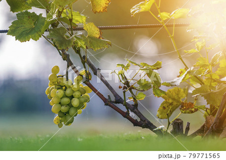 Close-up of growing young vine plants tied to metal frame with green leaves and big golden yellow ripe grape clusters on blurred sunny colorful bokeh background. Agriculture and gardening concept 79771565