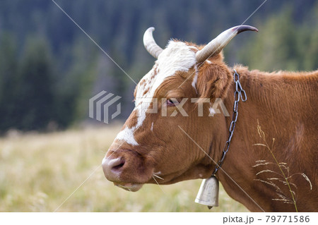 Big brown cow head portrait close-up on green sunny pasture field bright blurred background. Farming and agriculture, milk production concept. Big brown cow head portrait close-up on green sunny pasture field bright blurred background. Farming and agriculture, milk production concept. 79771586