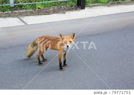 キタキツネ キタキツネ 79771753