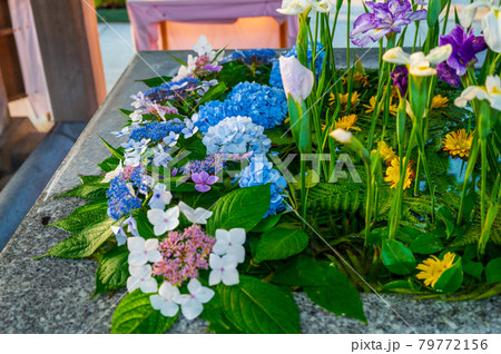 宮地嶽神社の夏の風物詩 花手水 【福岡県福津市】 宮地嶽神社の夏の風物詩 花手水 【福岡県福津市】 79772156