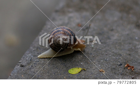 A grape snail is slowly crawling on a concrete floor in a park 79772805