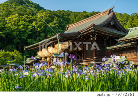 花菖蒲の美しい夏の宮地嶽神社【福岡県福津市】 花菖蒲の美しい夏の宮地嶽神社【福岡県福津市】 79772861
