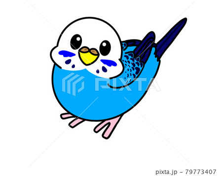 可愛いセキセイインコ 79773407