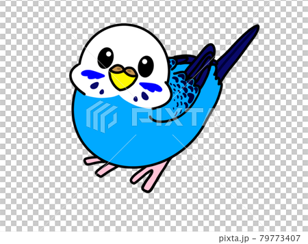 可愛いセキセイインコ 79773407