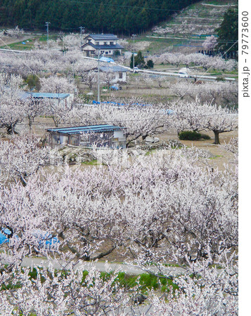 長野県・更埴あんずの里 79773600