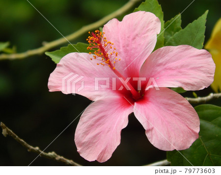 MALACCA, MALAYSIA -MARCH 29, 2017: Hibiscus rosa-sinensis or is a genus of flowering plants in the mallow family, Malvaceae. It was a Malaysian national flower call Bunga Raya. 79773603