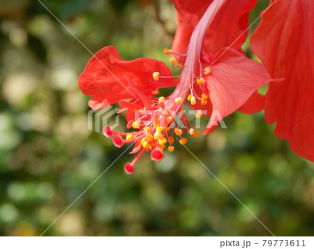 MALACCA, MALAYSIA -MARCH 29, 2017: Hibiscus rosa-sinensis or is a genus of flowering plants in the mallow family, Malvaceae. It was a Malaysian national flower call Bunga Raya. MALACCA, MALAYSIA -MARCH 29, 2017: Hibiscus rosa-sinensis or is a genus of flowering plants in the mallow family, Malvaceae. It was a Malaysian national flower call Bunga Raya. 79773611