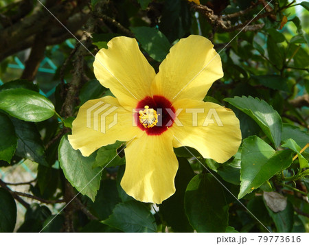MALACCA, MALAYSIA -MARCH 29, 2017: Hibiscus rosa-sinensis or is a genus of flowering plants in the mallow family, Malvaceae. It was a Malaysian national flower call Bunga Raya. 79773616