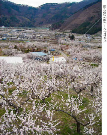 長野県・更埴あんずの里 長野県・更埴あんずの里 79773649