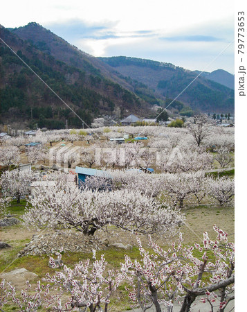 長野県・更埴あんずの里 長野県・更埴あんずの里 79773653