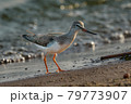 Bird Terek Sandpiper ( Xenus cinereus ) walks along the sandy shore and in shallow water at the very edge of the water on a sunny summer morning. 79773907
