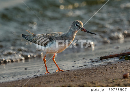 Bird Terek Sandpiper ( Xenus cinereus ) walks along the sandy shore and in shallow water at the very edge of the water on a sunny summer morning. 79773907