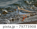 Bird Terek Sandpiper ( Xenus cinereus ) walks along the sandy shore and in shallow water at the very edge of the water on a sunny summer morning. 79773908