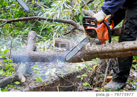 Man cutting tree with chainsaw down to prevent them from falling 79773977