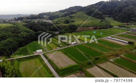 夏の穂谷コスモスの里を空撮 2021/07/11 大阪府枚方市の田園風景 夏の穂谷コスモスの里を空撮 2021/07/11 大阪府枚方市の田園風景 79774398
