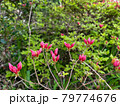 ツツジ 79774676
