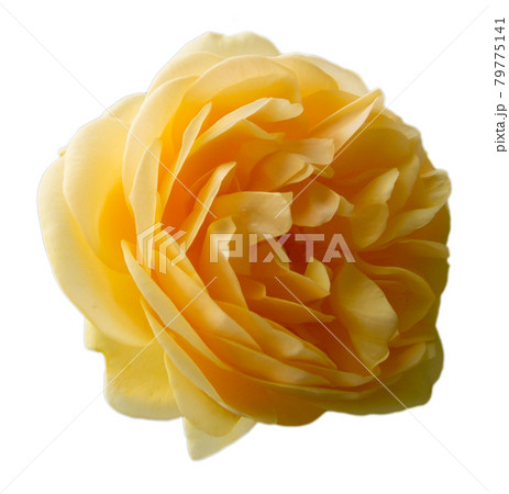 バラの花(黄色、透明背景) バラの花(黄色、透明背景) 79775141